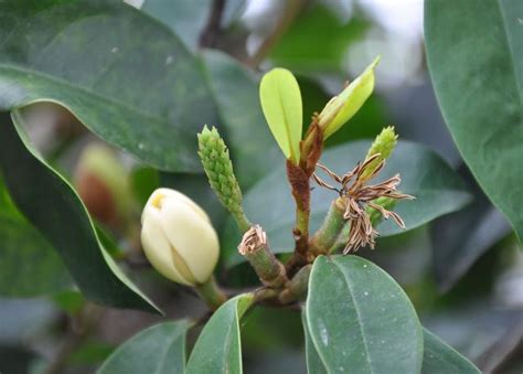 含笑花樹|含笑花:含笑花，別名：含笑美、含笑梅、山節子、白。